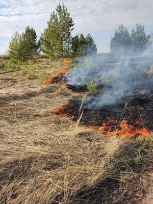Управление Россельхознадзора по РТ напоминает об опасности выжигания сухой травянистой растительности, стерни, пожнивных остатков на землях сельскохозяйственного назначения